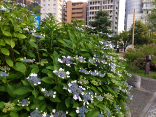 image-20130605100821.png